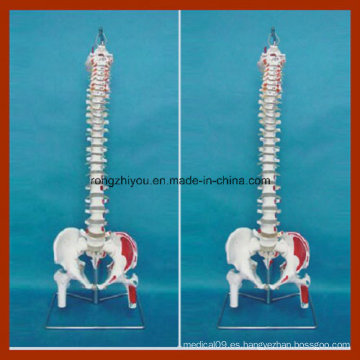 Modelo clásico de columna vertebral flexible con cabeza de fémur y músculos pintados